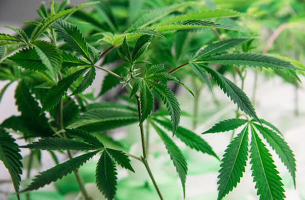 ts labs, top shelf labs, colorado conentrates, colorado edibles, marijuana edibles, cannabis edibles, thc edibles, cannabis concentrates, marijuana concentrates, best edibles in Denver, #1 edibles in colorado, best cannabis in colorado, thca colorado, thca Denver, thc distillate Denver